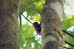 Cebuella pygmaea