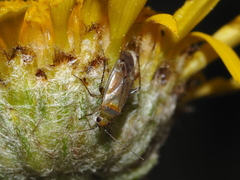 Plagiognathus bipunctatus