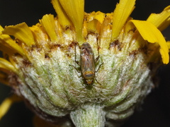 Plagiognathus bipunctatus