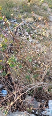 Gossypieae