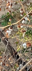 Gossypieae