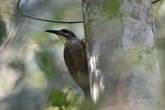 Xiphocolaptes albicollis