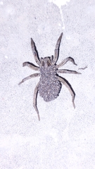 Lycosinae