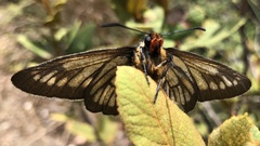 Metardaris cosinga