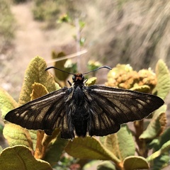 Metardaris cosinga