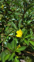Ludwigia adscendens diffusa