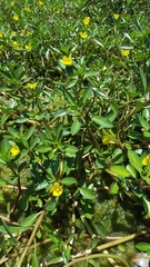 Ludwigia adscendens diffusa