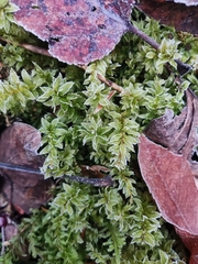 Plagiomnium undulatum