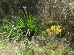 Cyrtochilum revolutum