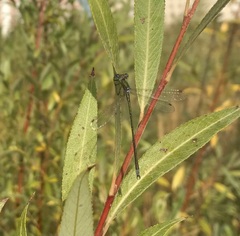 Lestes virens vestalis