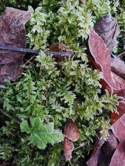 Plagiomnium undulatum