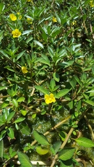 Ludwigia adscendens diffusa