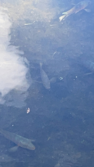 Mayaheros urophthalmus