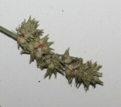 Carex atlantica