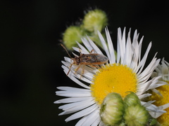 Brachycarenus tigrinus