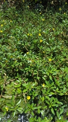 Ludwigia adscendens diffusa