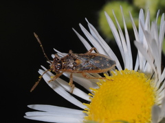 Brachycarenus tigrinus
