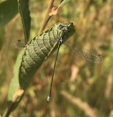 Lestes virens vestalis
