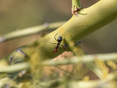 Myrmecocystus melliger