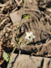 Nicotiana repanda