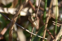 Pseudacris ocularis