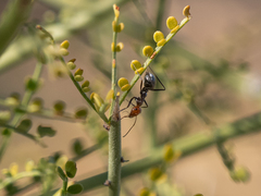 Myrmecocystus melliger