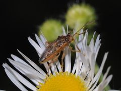 Brachycarenus tigrinus