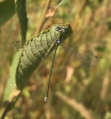 Lestes virens vestalis