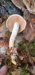 Cortinarius bolaris