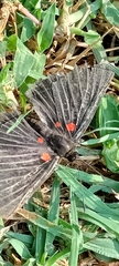 Melanis cephise