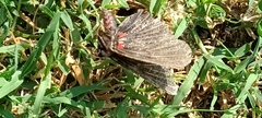 Melanis cephise