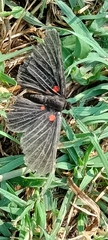 Melanis cephise