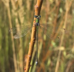 Lestes virens vestalis