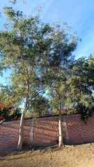 Albizia sinaloensis