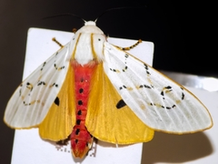 Rhodogastria similis