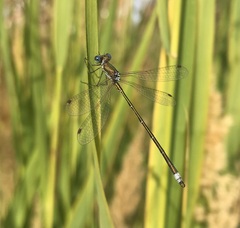 Lestes virens vestalis