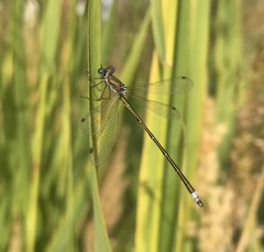 Lestes virens vestalis