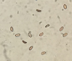 Hypholoma tuberosum image