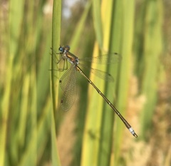 Lestes virens vestalis