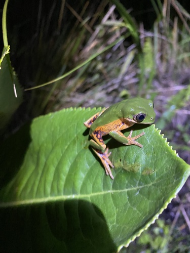 Pithecopus rusticus