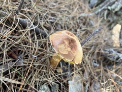 Aureoboletus projectellus