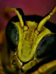 Polistes mongolicus