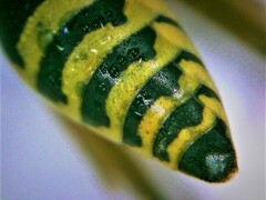 Polistes mongolicus