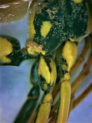 Polistes mongolicus
