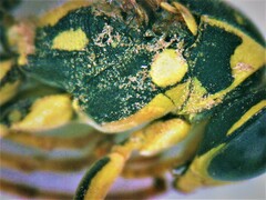 Polistes mongolicus