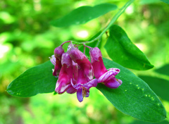 Lathyrus niger