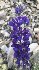 Lupinus altimontanus