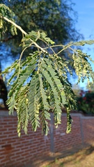 Albizia sinaloensis
