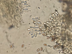 Hypholoma tuberosum image