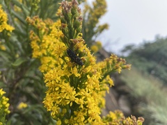 Solidago speciosa